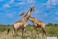 Angolanische Giraffe Giraffa camelopardalis angolensis