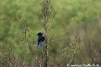 Rotschulterst&auml;rling - Red-winged Blackbird (Agelaius phoeniceus) USA