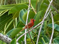 Roter Kardinal (Cardinalis cardinalis) USA